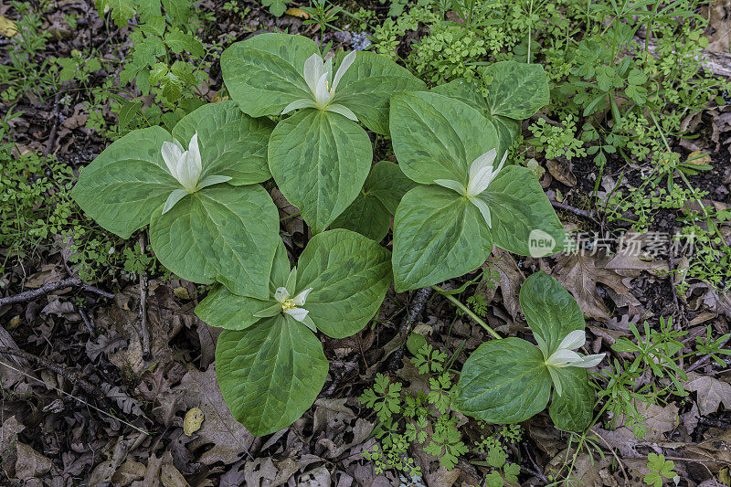 albidum，又名giant white wakerobin, white toadshade, sweet Trillium，是黑花科的一种开花植物。甜面包岭州立公园;加州索诺玛县的马亚卡玛斯山脉。